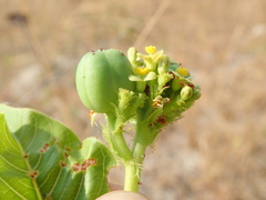Jatropha elliptica