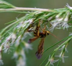Labeninae