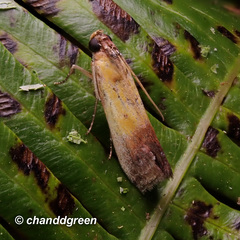 Piesmopoda semilutea