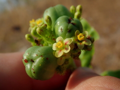 Jatropha elliptica