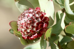 Leucadendron pubibracteolatum