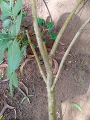 Zanthoxylum zanthoxyloides