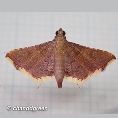 Endotricha olivacealis