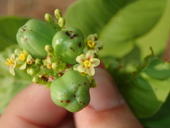 Jatropha elliptica