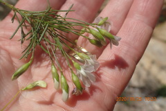 Psoralea imminens