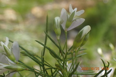 Psoralea imminens