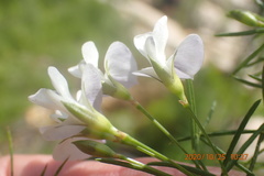 Psoralea imminens