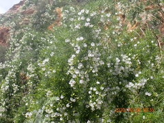 Psoralea imminens
