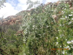 Psoralea imminens