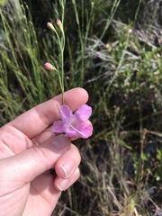 Agalinis linifolia