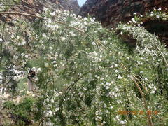 Psoralea imminens