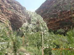 Psoralea imminens