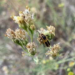 Chauliognathus omissus