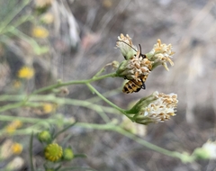 Chauliognathus omissus