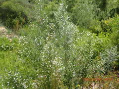 Psoralea imminens