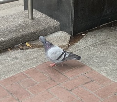 Columba livia domestica