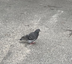 Columba livia domestica