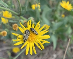 Acmaeodera decipiens