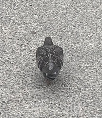 Columba livia domestica