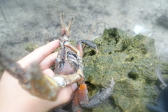 Cardisoma carnifex