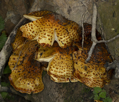 Pholiota adiposa