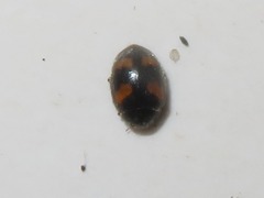 Nephus quadrimaculatus
