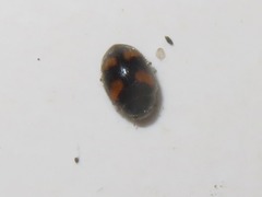 Nephus quadrimaculatus