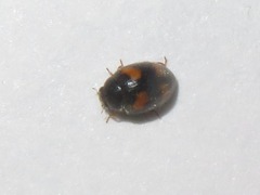 Nephus quadrimaculatus