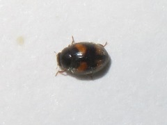 Nephus quadrimaculatus