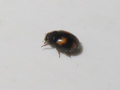Nephus quadrimaculatus