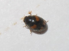 Nephus quadrimaculatus