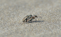 Cicindela bellissima