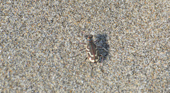 Cicindela bellissima