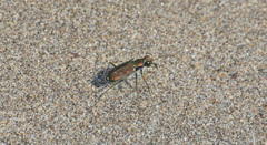 Cicindela oregona oregona