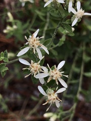 Sericocarpus tortifolius
