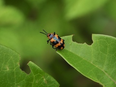 Phyllocharis undulata