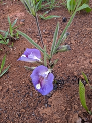 Clitoria guianensis