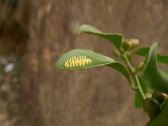 Delias pasithoe