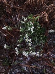 Sericocarpus tortifolius