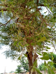 Terminalia mantaly