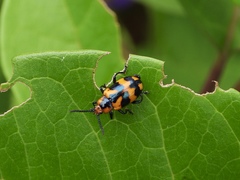 Phyllocharis undulata