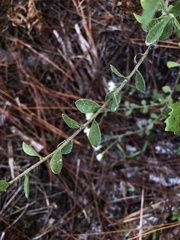 Sericocarpus tortifolius