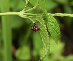 Phyllocharis undulata