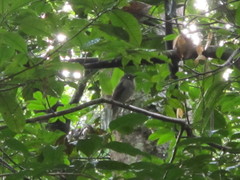 Lipaugus vociferans