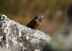 Emberiza tahapisi