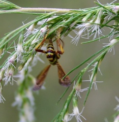 Labeninae