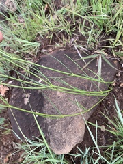 Asclepias aurea
