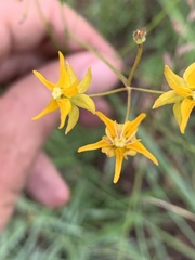 Asclepias aurea
