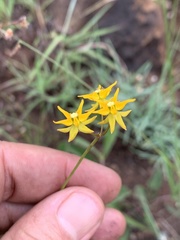 Asclepias aurea
