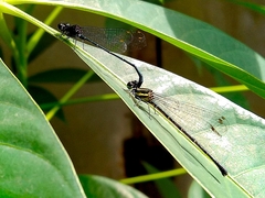Onychargia atrocyana